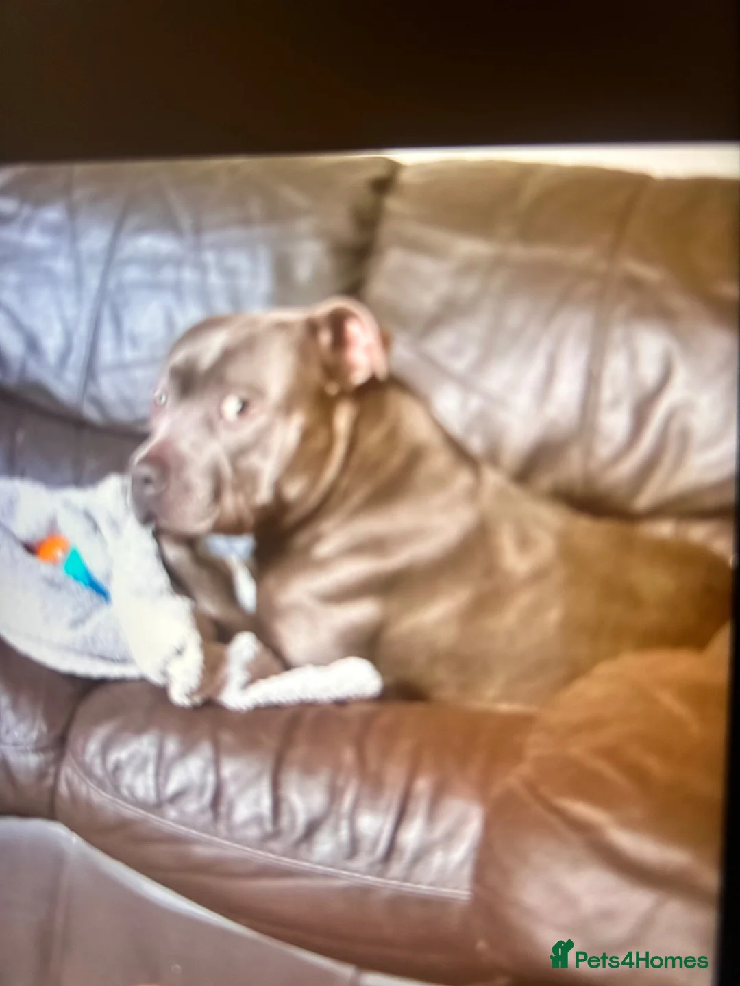 Staffordshire Bull Terrier dogs for sale: Staffy pups - Advert 1