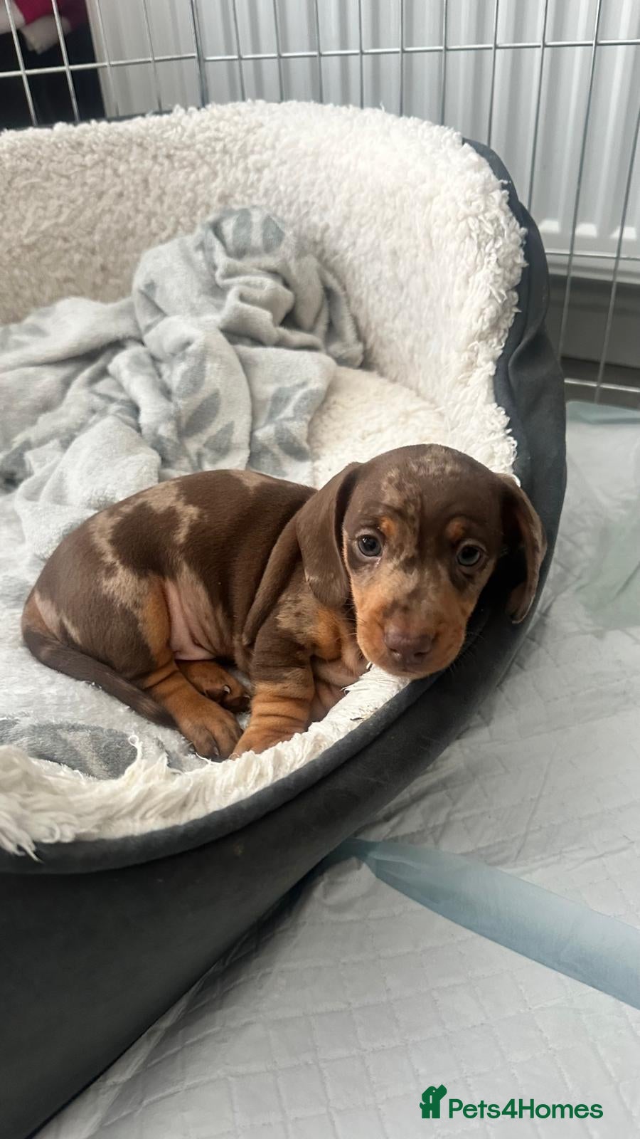 Miniature Dachshund dogs 🐾 Adorable Dachshund Puppies - 3 Boys Left - Advert 1