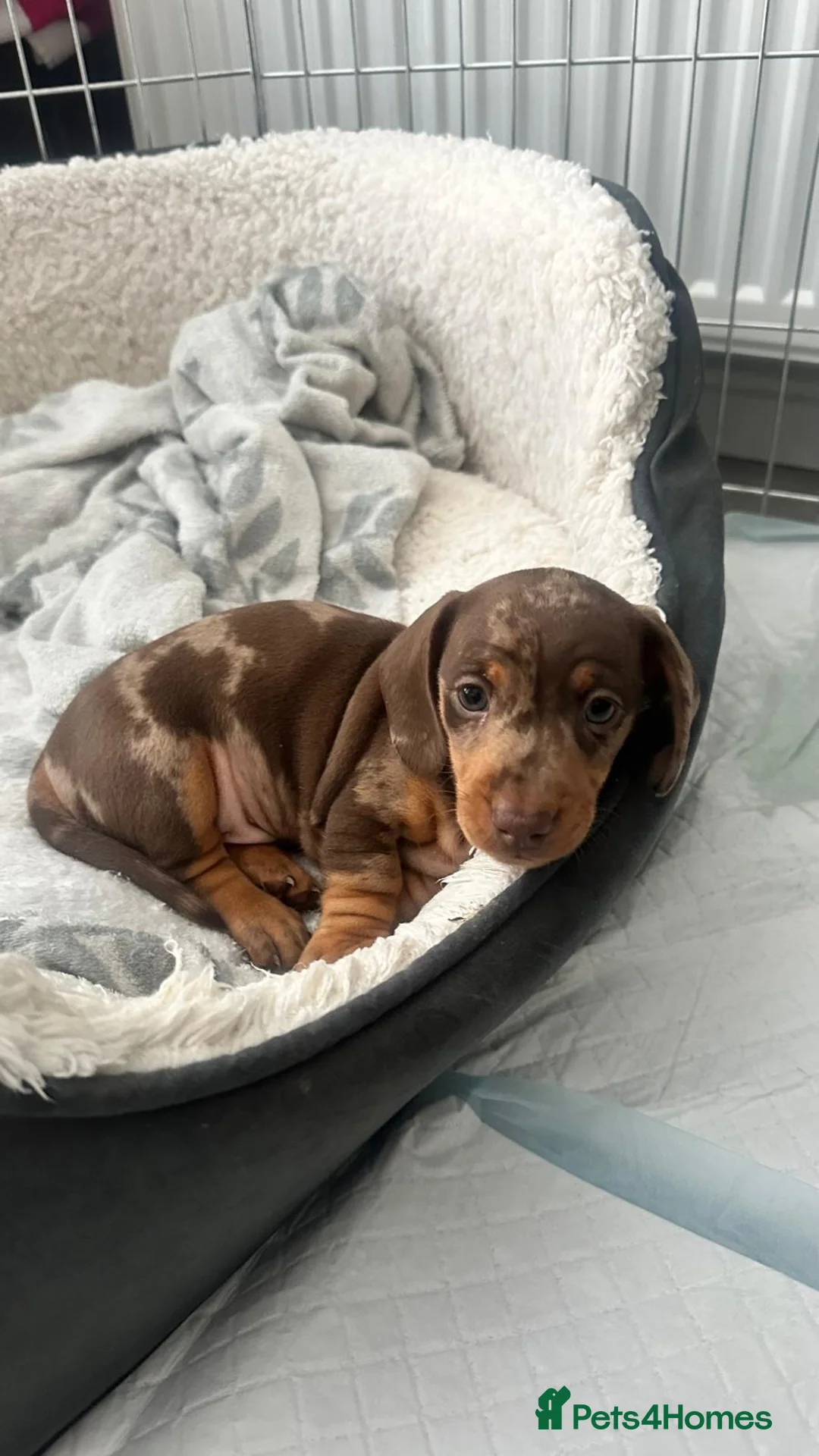 Miniature Dachshund dogs for sale: 🐾 Adorable Dachshund Puppies - 3 Boys Left - Advert 1