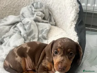 Miniature Dachshund dogs 🐾 Adorable Dachshund Puppies - 3 Boys Left - Advert 2