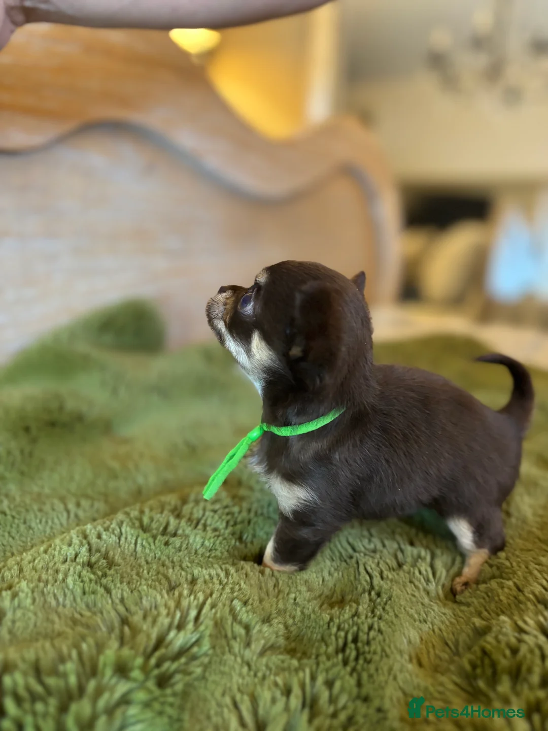 Chihuahua dogs for sale: Chocolate chihuahua boys ready now  - Advert 20