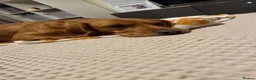 Bocker dogs for sale: Ginger the bocker - Advert 8