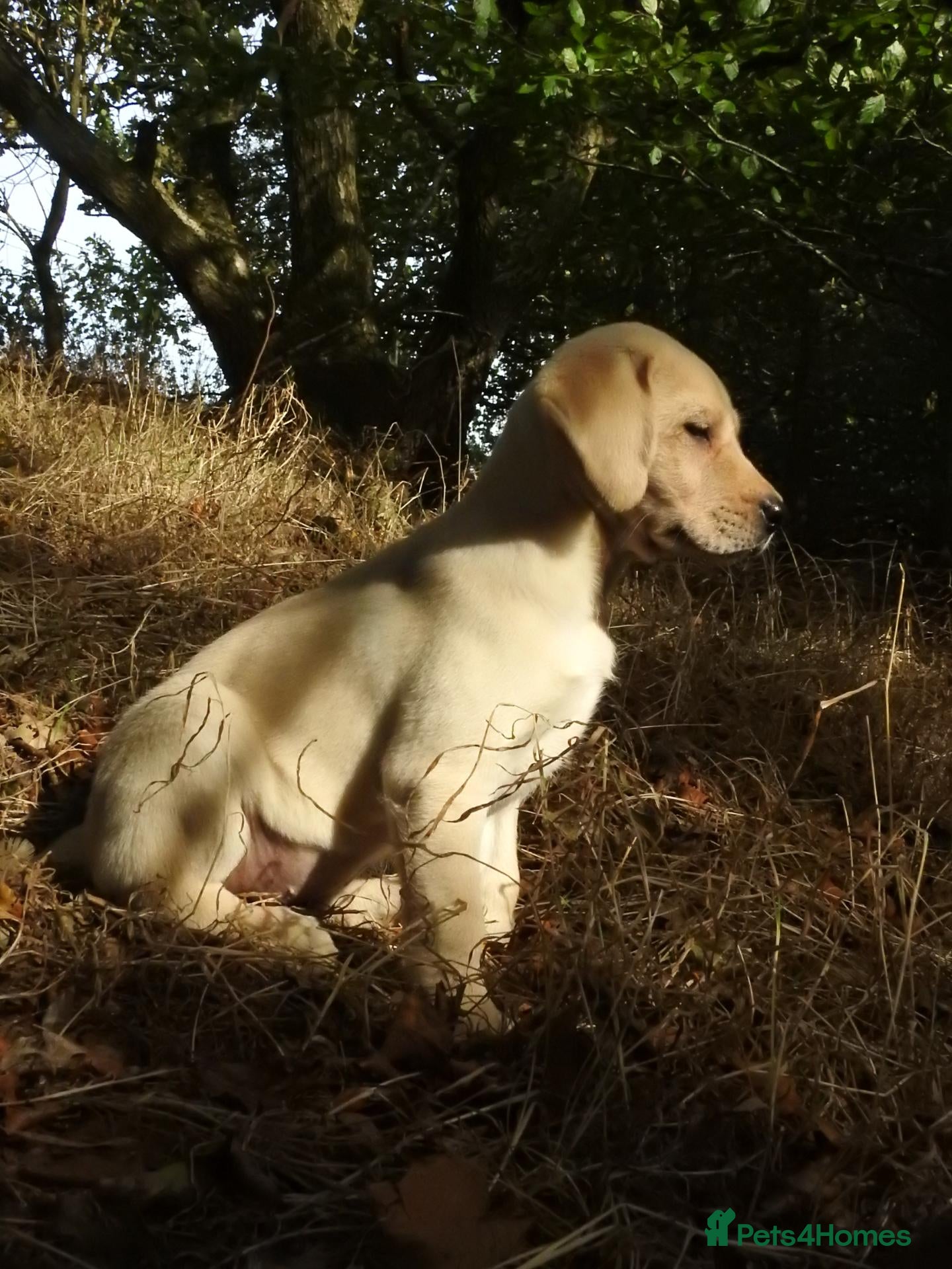 Labrador Retriever dogs  Retriever Ladrador puppies for sale - Advert 6