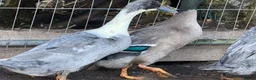 Ducks poultry for sale: Beautiful young Runner Ducks - Drakes - Advert 3