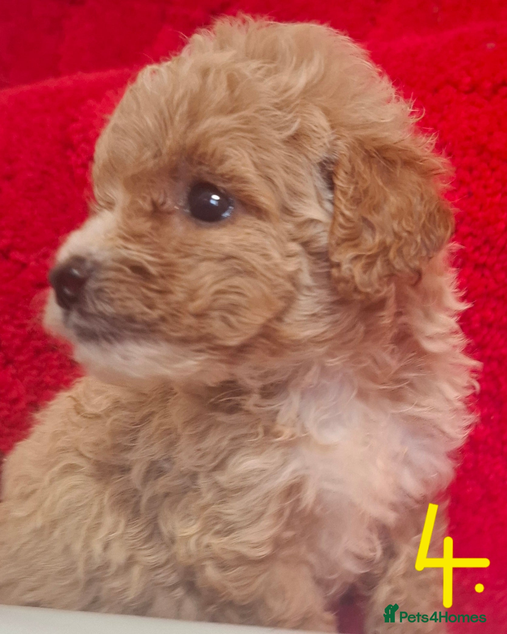 Cavapoo dogs Cavapoo puppies 🐶 beautiful 😍  - Advert 2