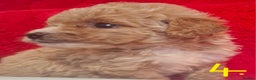 Cavapoo dogs for sale: Cavapoo puppies 🐶  - Advert 11