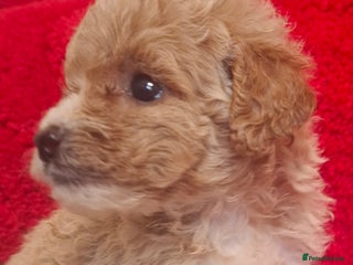 Cavapoo dogs Cavapoo puppies 🐶 - Advert 3