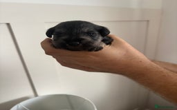 Miniature Schnauzer dogs for sale: Beautiful kc reg salt and pepper schnauzer - Advert 7