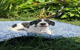 Jack Russell dogs for sale: 5 Available: Jack Russell Puppies. 2 Girls, 3 Boys - Image 2