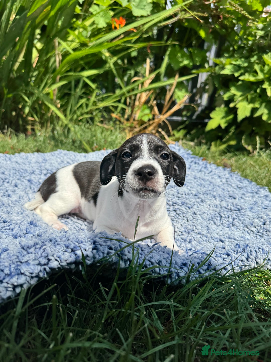 Jack Russell dogs for sale: 5 Available: Jack Russell Puppies. 2 Girls, 3 Boys - Image 2