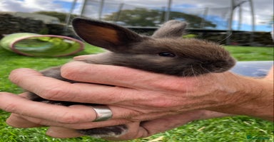 Netherland Dwarf rabbits - Advert 7