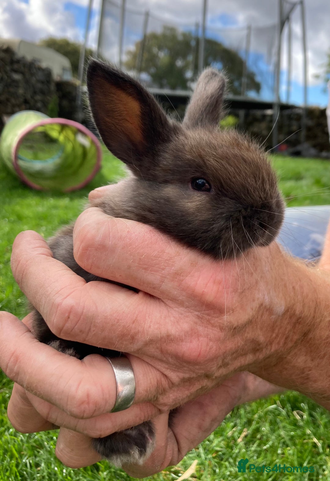 Netherland Dwarf rabbits for sale: Beautiful netherland dawf lop bunnies  - Image 2