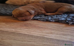 Cavapoo dogs for sale: Miniature cavapoo f1bb puppies - Image 9