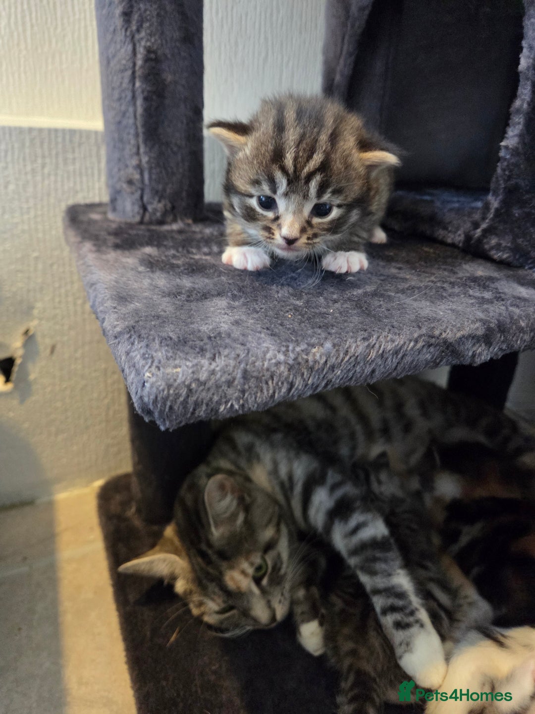 Mixed Breed cats for sale: Mixed colour tabby kittens - Image 21