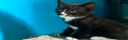 Mixed Breed cats for sale: 4 kitten looking for lovely home  - Advert 4