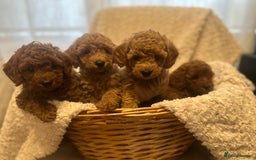 Toy Poodle dogs for sale: 🤎Toy poodles🤎 - Image 1