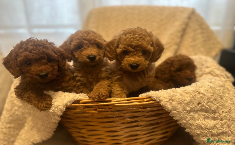 Toy Poodle dogs - Advert 1