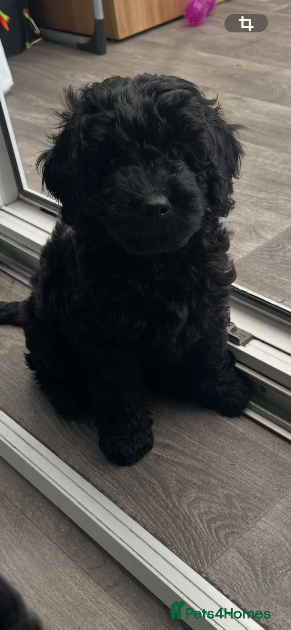 Cavapoo dogs Beautiful f1b black Cavapoos DNA Clear  - Advert 2