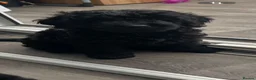 Cavapoo dogs for sale: READY NOW Beautiful f1b black Cavapoos DNA Clear  - Advert 18
