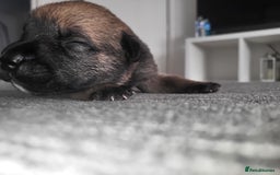 Mixed Breed dogs for sale: Beautiful Ridgeback Staffy x Rottweiler Puppies - Advert 32