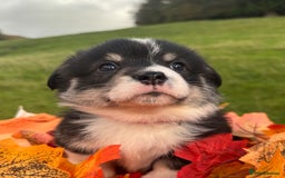 Welsh Corgi Pembroke dogs for sale: Champion Show quality stunning Corgi Puppies - Image 22