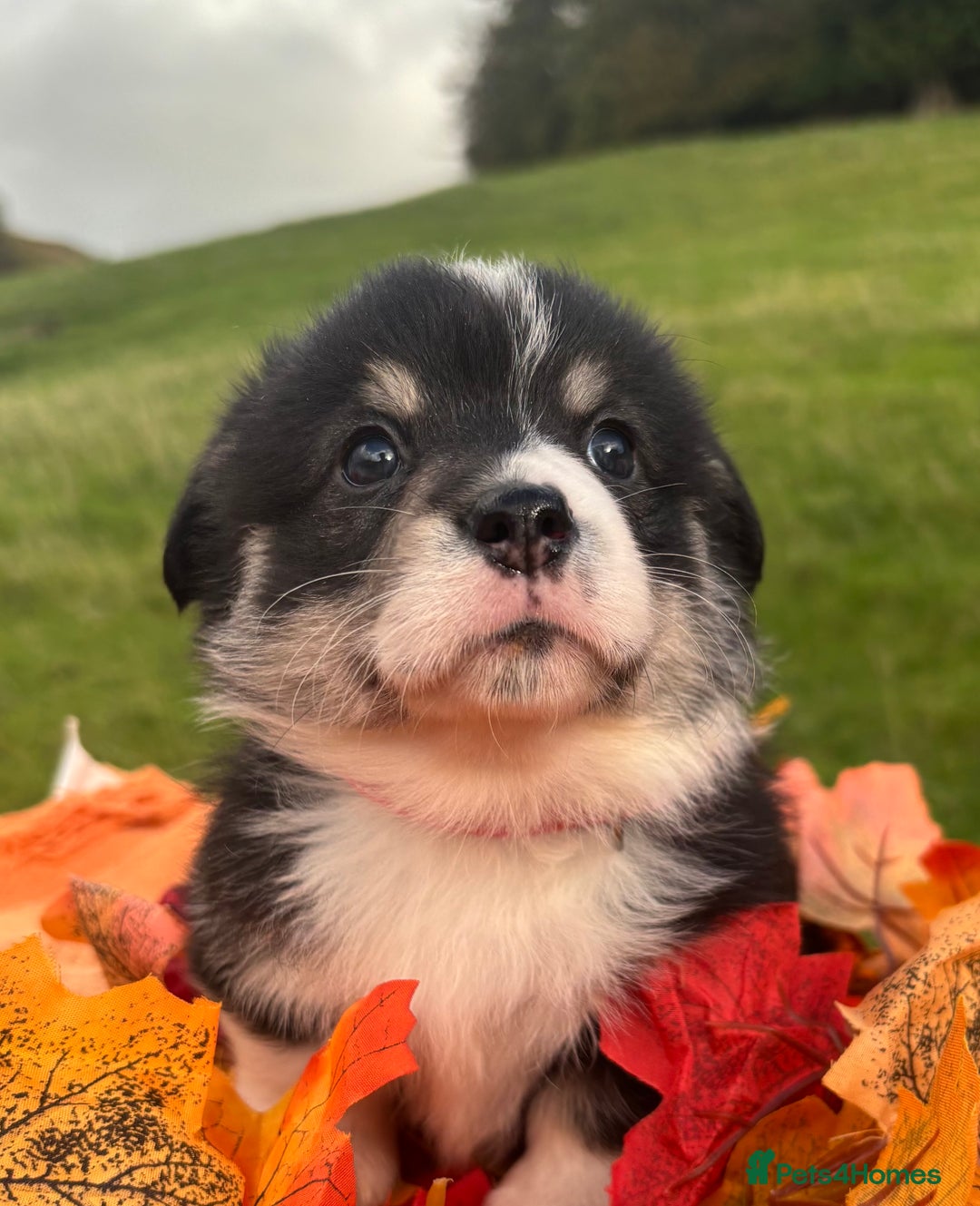 Welsh Corgi Pembroke dogs for sale: Champion Show quality stunning Corgi Puppies - Image 22