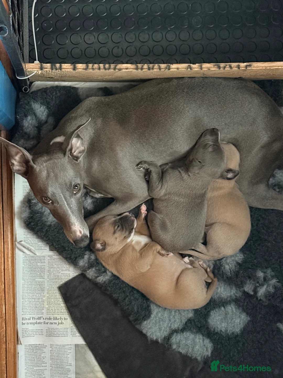 Whippet dogs for sale: Whippet Girl in Colchester - Advert 9