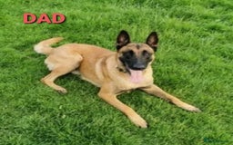 Belgian Shepherd Dog dogs for stud: Big Boy Belgian Shepherd Dog For Stud in Cheltenham - Image 7