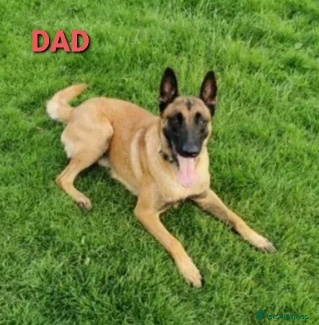 Belgian Shepherd Dog dogs for stud: Big Boy Belgian Shepherd Dog For Stud in Cheltenham - Image 7