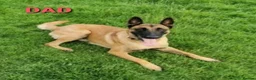 Belgian Shepherd Dog dogs for stud: Belgian Shepherd Dog For Stud in Cheltenham - Advert 7