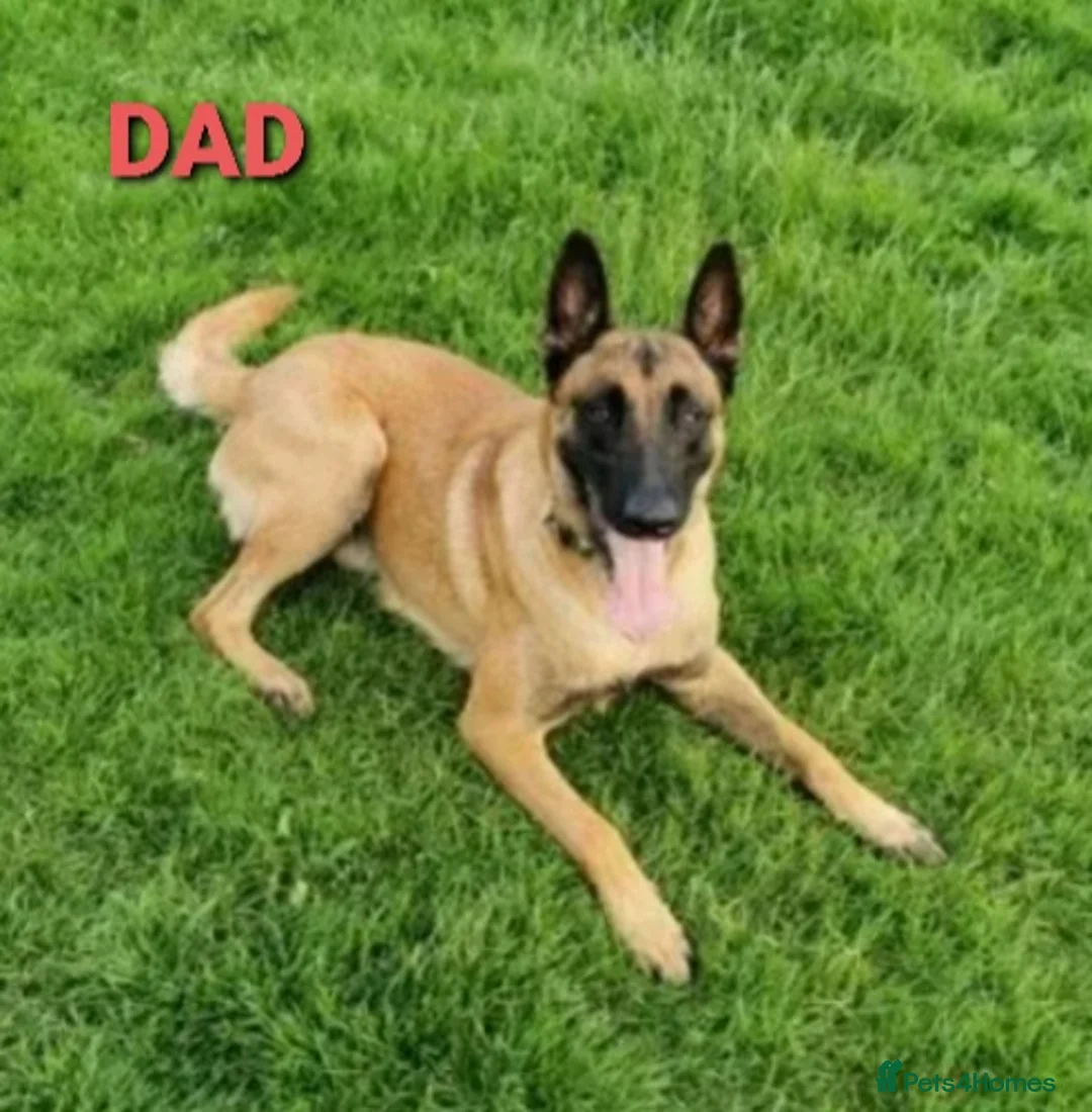 Belgian Shepherd Dog dogs for stud: Belgian Shepherd Dog For Stud in Cheltenham - Advert 7