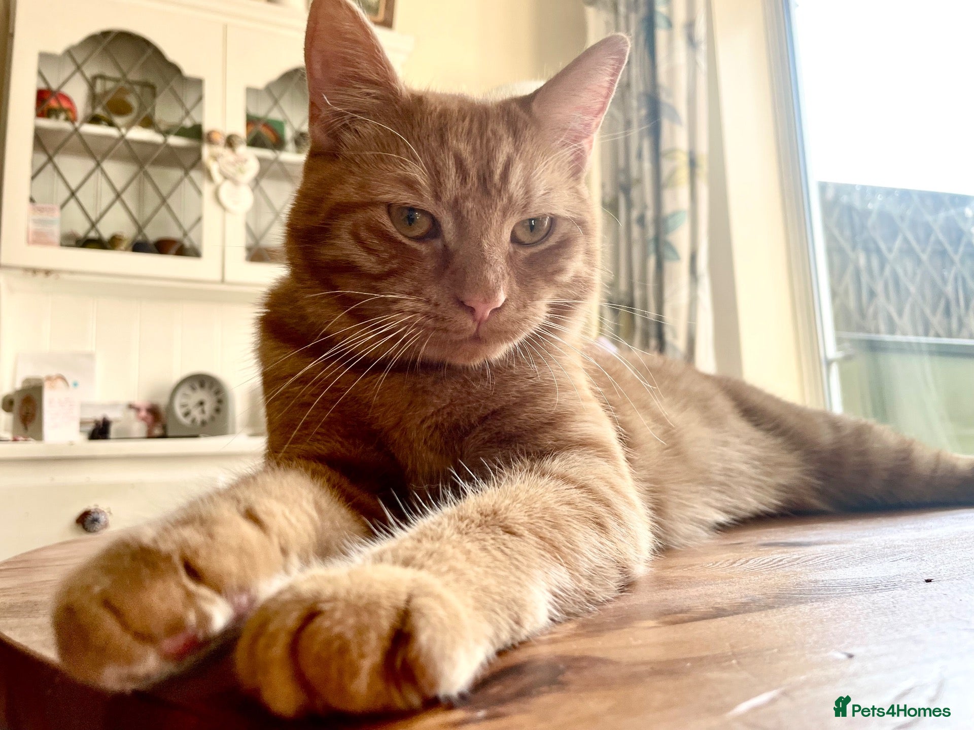 Mixed Breed cats Beautiful Boy Looking For a Loving New Home ❤️ - Advert 1