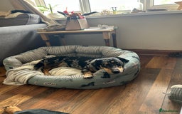 Dachshund dogs for sale: 1 year old Dachshund  - Image 5
