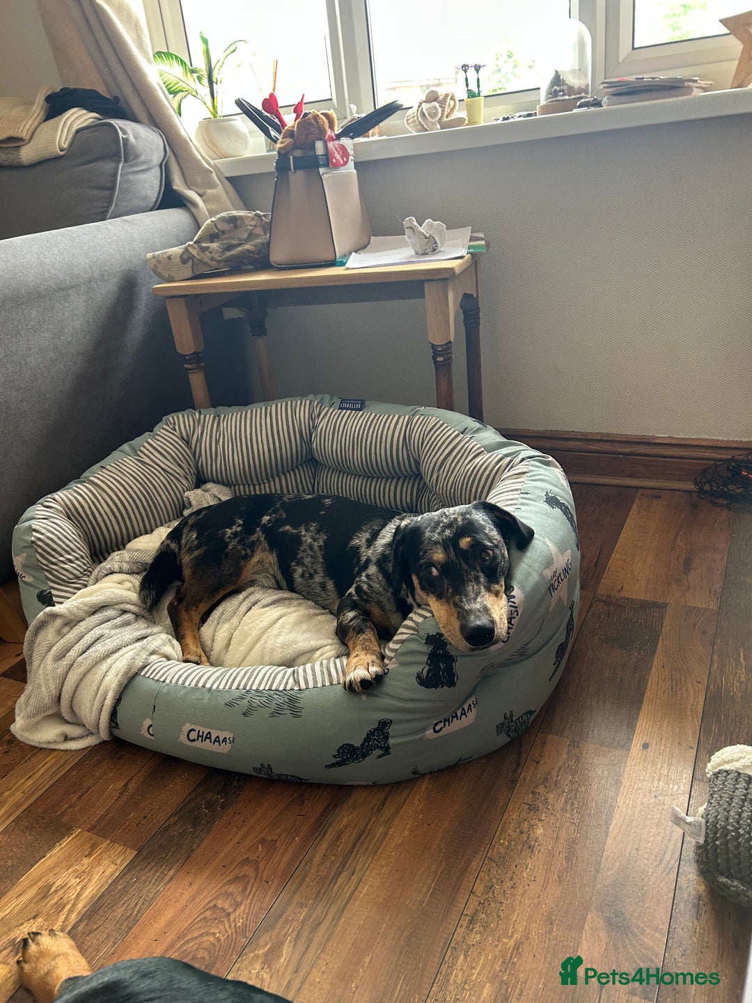 Dachshund dogs for sale: 1 year old Dachshund  - Image 5
