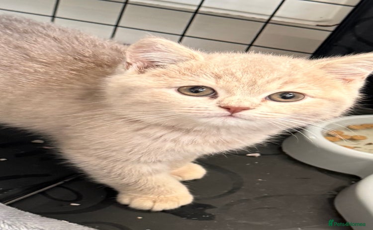 British Shorthair cats Bsh Cute Teddy Bears  - Advert 10