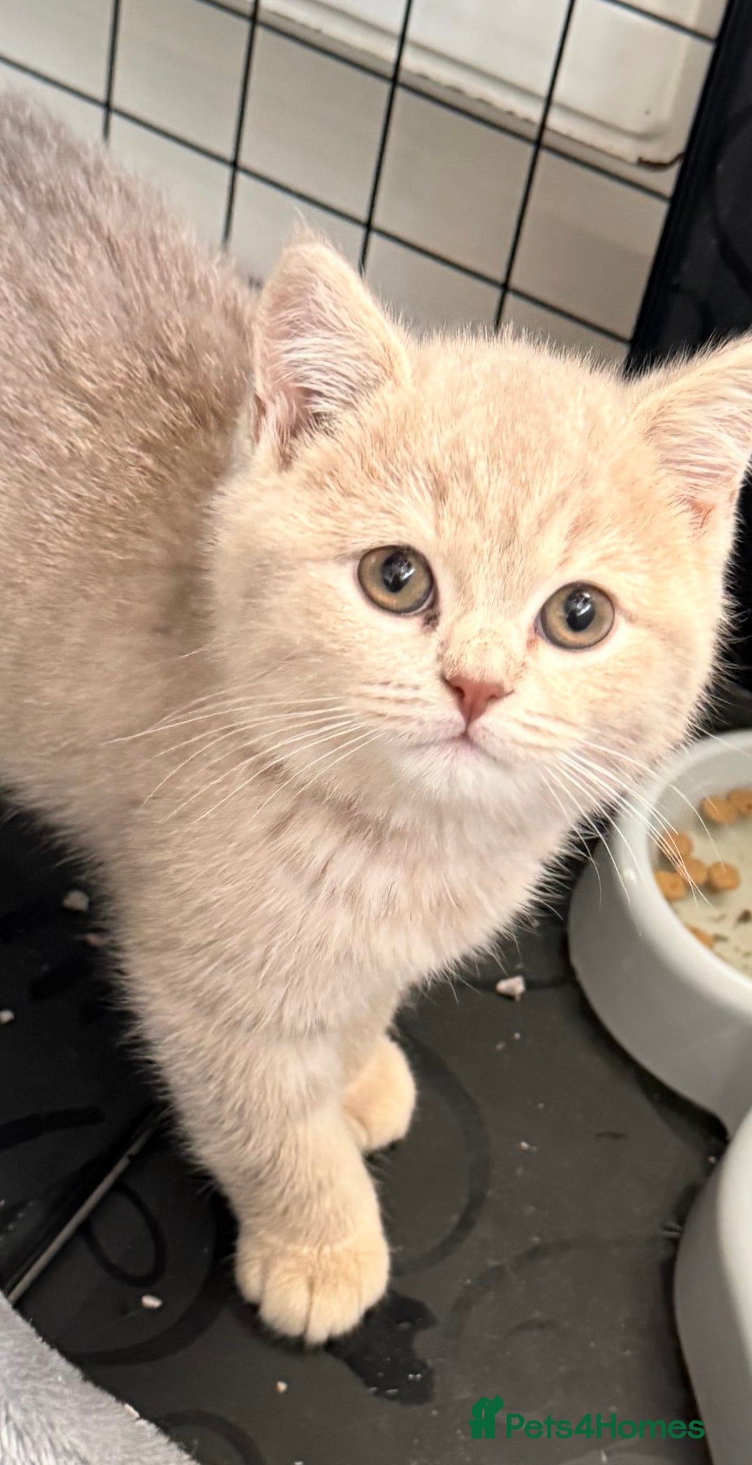 British Shorthair cats for sale: Bsh Cute Teddy Bears  - Advert 1