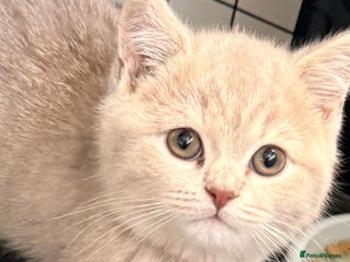 British Shorthair cats Bsh Cute Teddy Bears - Advert 5