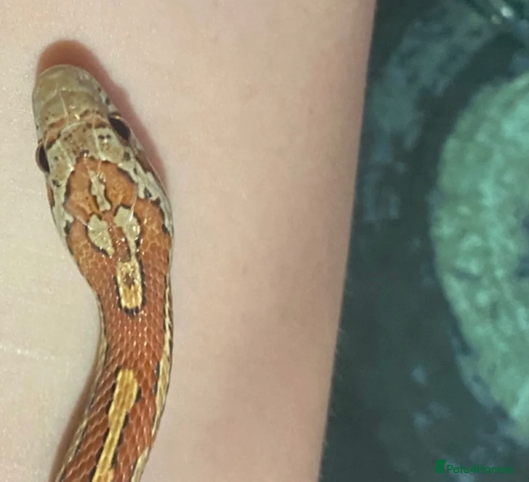 Corn Snake reptiles for sale: Corn snake and tank - Advert 9