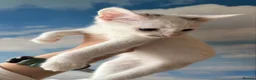Mixed Breed cats for sale: Gorgeous White Kittens with Grey Markings Ready 🐾 - Advert 12