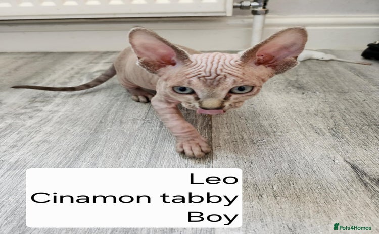 Sphynx cats - Advert 1