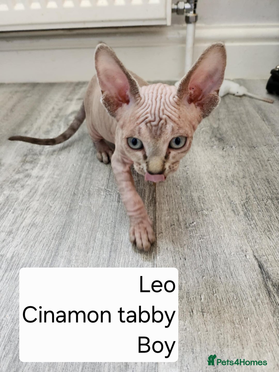 Sphynx cats for sale: REDUCED Ready now qualityTica Canadian kittens - Image 1