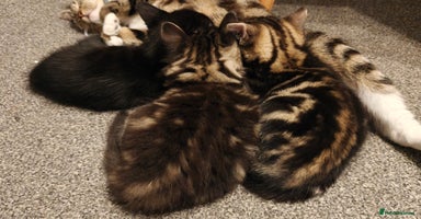 Mixed Breed cats - Advert 2