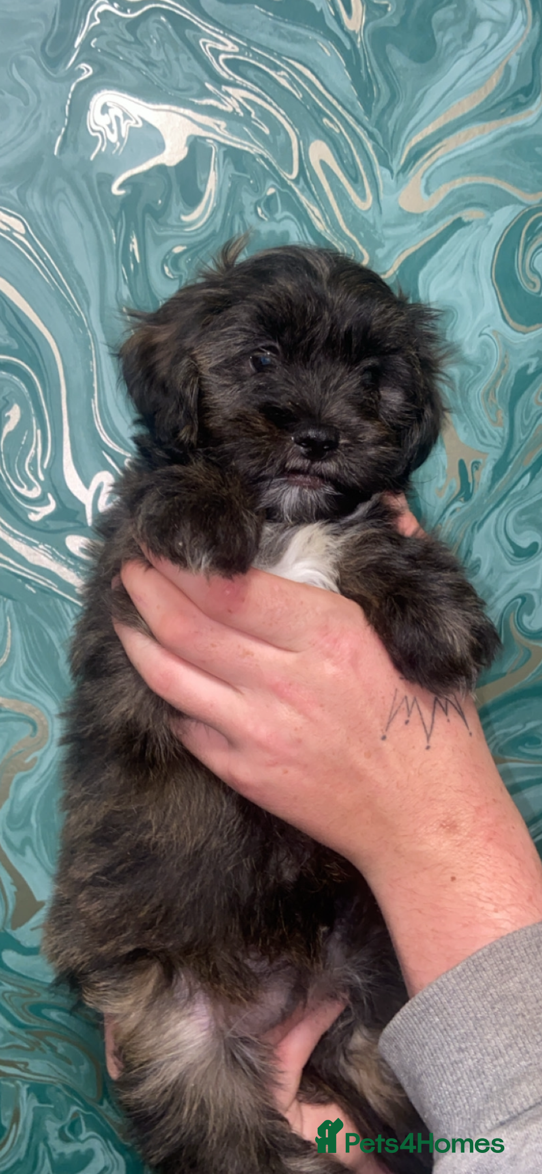 Lhasapoo dogs for sale: Lhasapoo puppies - Image 3