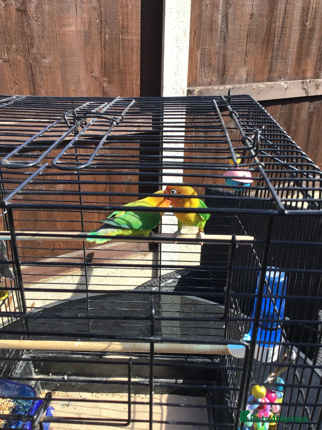 Lovebirds birds for sale: Lovebirds & cage  in Dudley - Advert 6