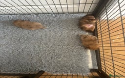 Pomeranian dogs for sale: Mini Pomeranians - Image 15