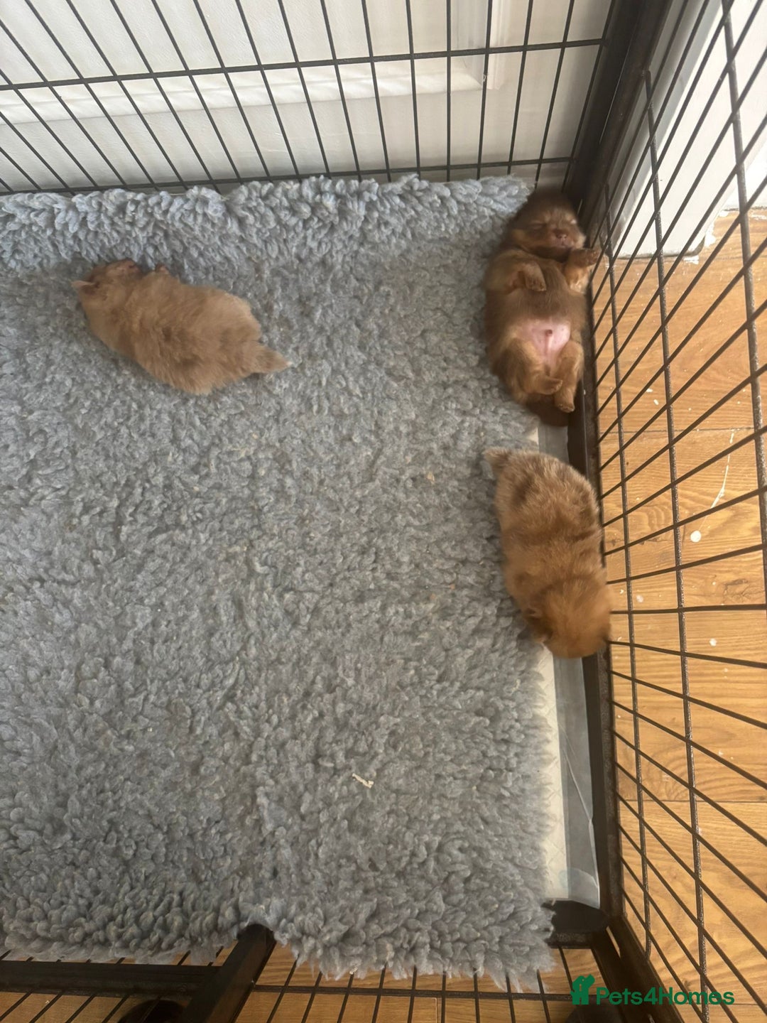 Pomeranian dogs for sale: Mini Pomeranians - Image 15