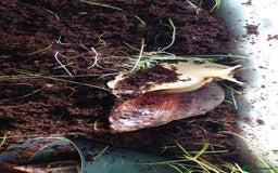 Snails invertebrates for sale: Baby Giant African Land Snails  - Image 1
