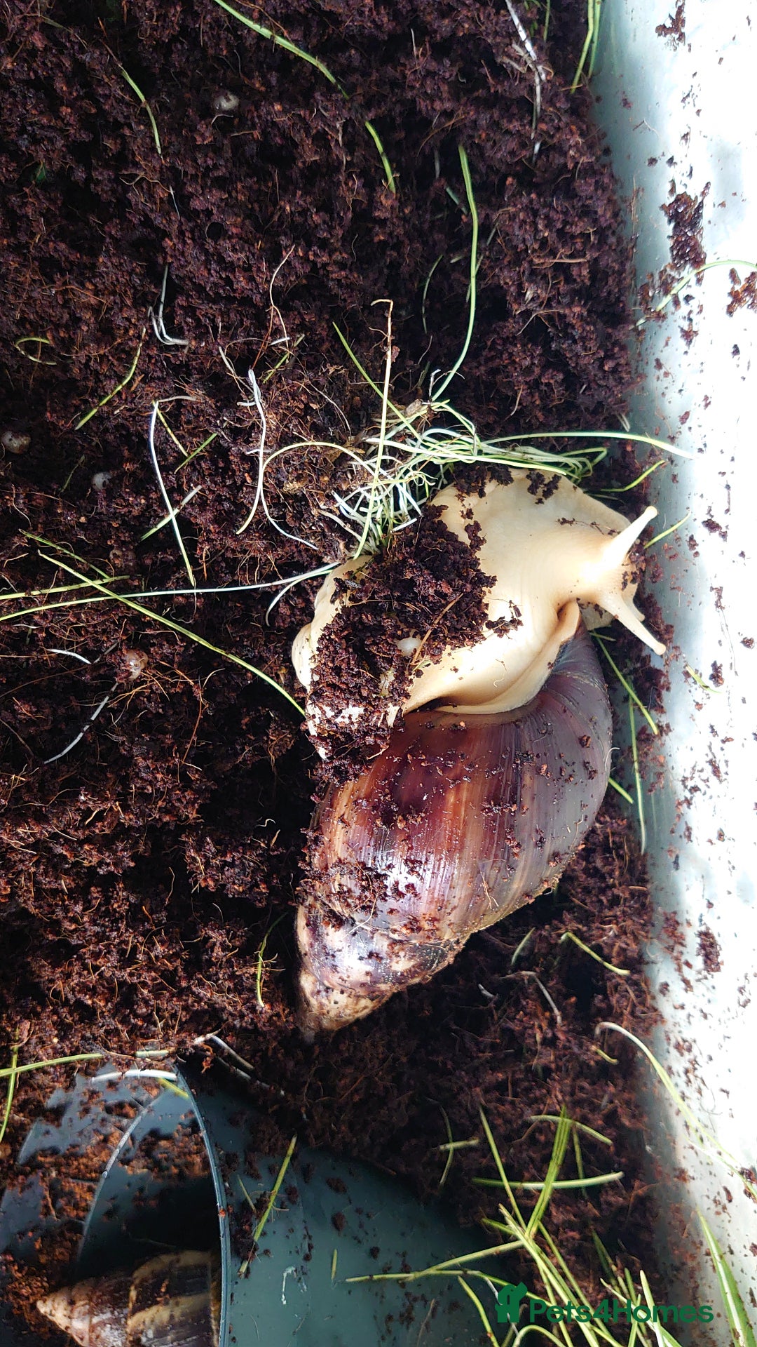 Snails invertebrates for sale: Baby Giant African Land Snails  - Image 1
