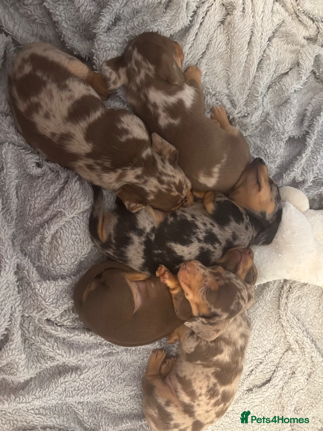 Miniature Dachshund dogs for stud: KC registered 5 Generation Stud Dog Available. - Advert 18
