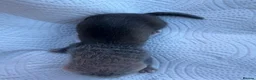 Ferret rodents for sale: Pedigree Full and Semi Angora Kits  - Advert 5